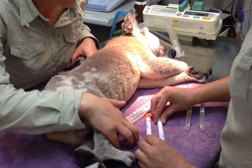 Two researchers with a koala at the Toorbul clinic at the University of the Sunshine Coast