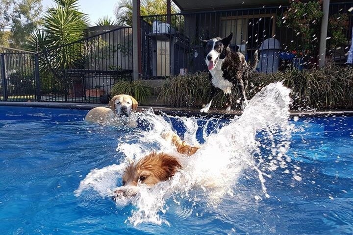 Dogs frolic in a backyard swimming pool