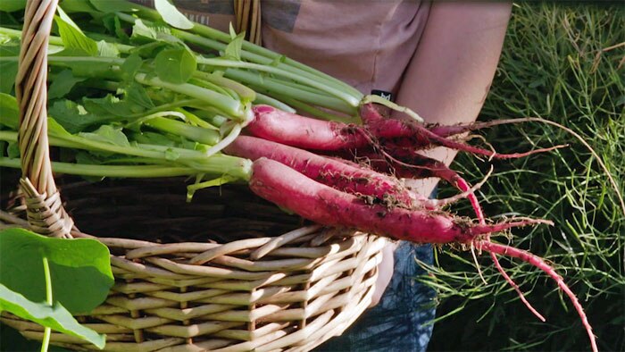 Cane basket filled with freshly harvested pink-coloured carrots