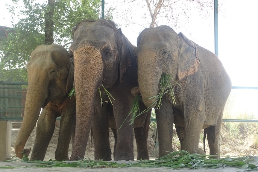 Rhea, Mia and Sita the elephants