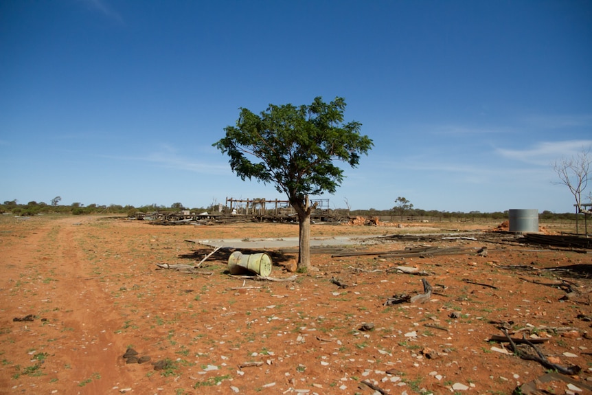 Lone tree at Banjawarn Station