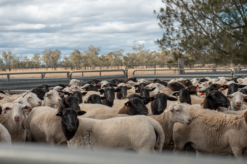A pen of black and white-faced sheep in a pen on a farm near Millmerran, Queensland, July 2020.