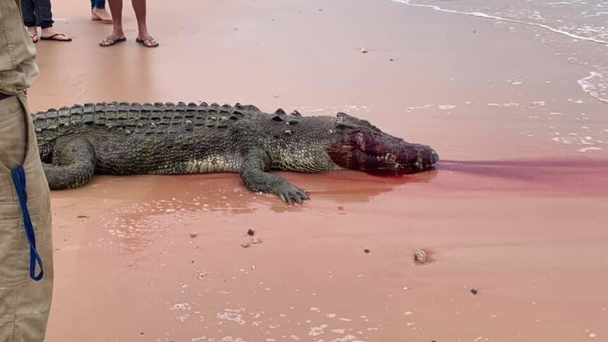 A dead 3.7-metre saltwater crocodile on the sand at Entrance Point in Broome.