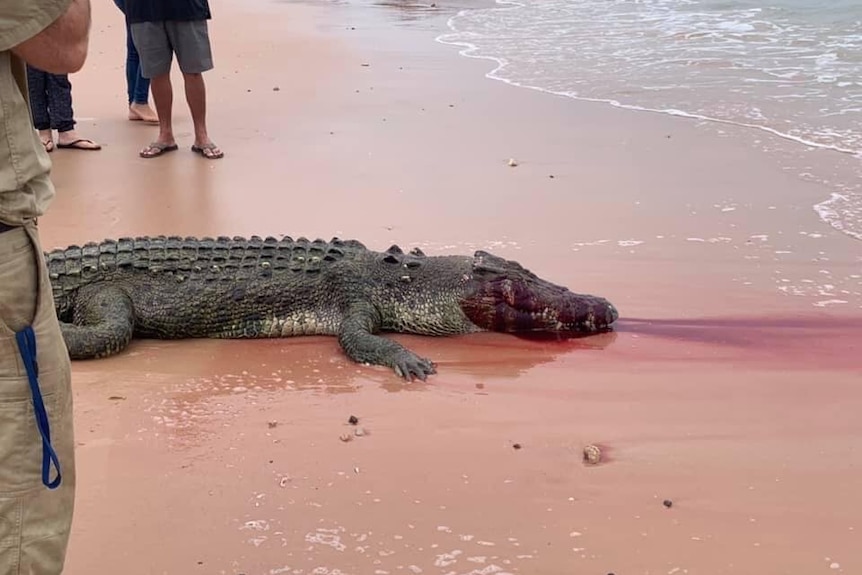A dead 3.7-metre saltwater crocodile on the sand at Entrance Point in Broome.