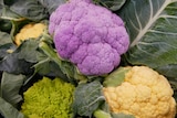 Purple, green and orange cauliflowers