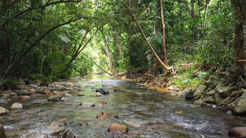 A river runs through a rainforest