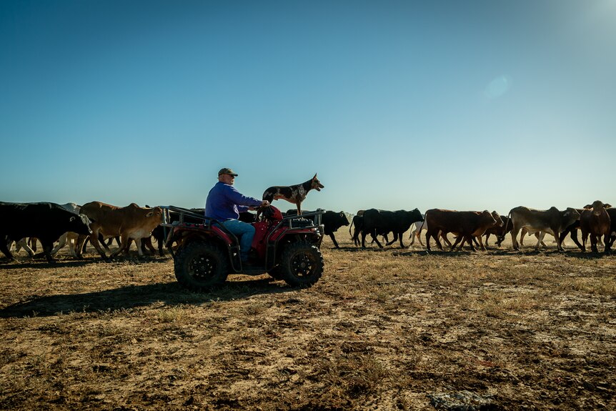 Angus Emmott is driving a quad bike, with a dog is standing on the front, looking ahead, past a herd of cattle.