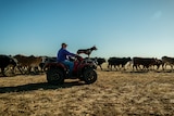 Angus Emmott is driving a quad bike, with a dog is standing on the front, looking ahead, past a herd of cattle.
