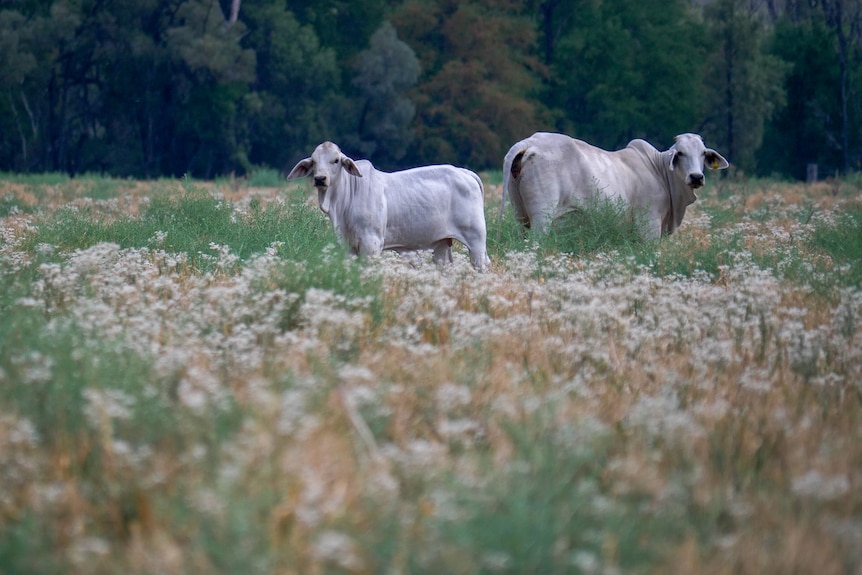 Two Brahman cattle graze near Taroom, Queensland, November 2021.