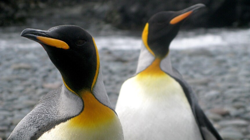 Two King penguins stand on a beach on Macquarie Island.