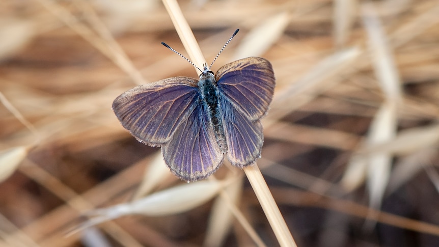 A butterfly with blueish body fading to purple wings on dried grass.