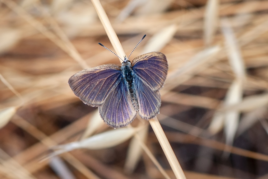 a butterfly with blueish body fading to purple wings on dried grass.