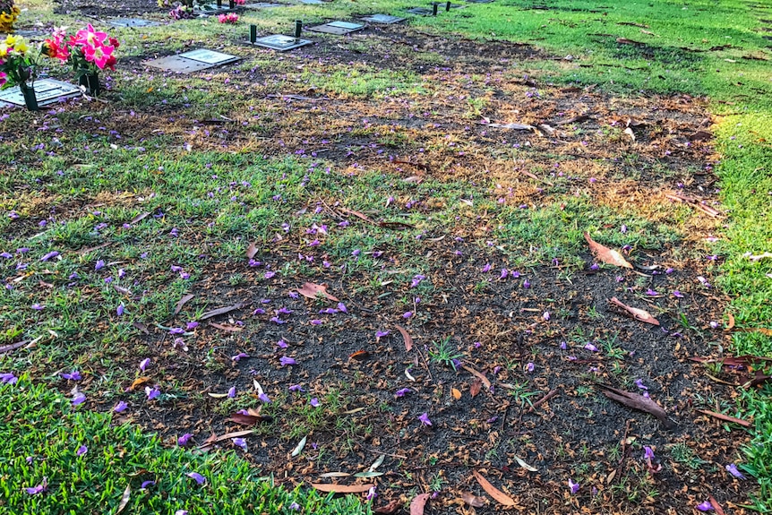 Turf dead on lawn graves in Mt Gravatt.