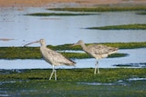 Two eastern curlews walking on algae.