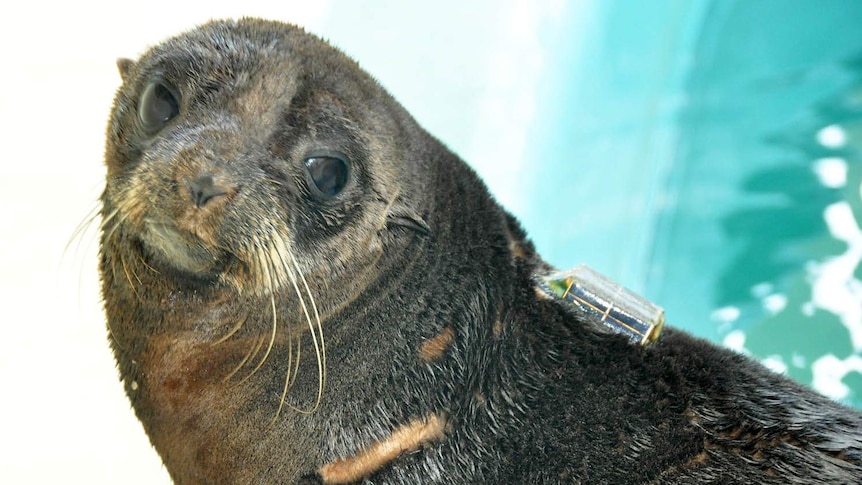 A fur seal with a tracker device