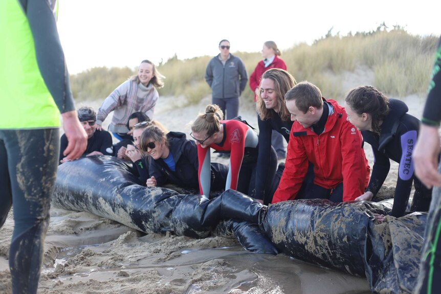 Volunteers push air out of giant inflatable whale
