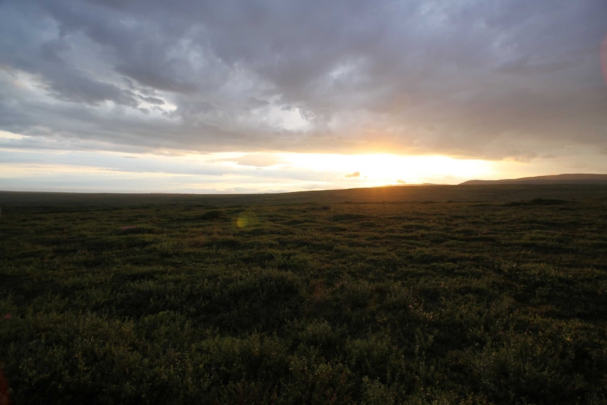 The Alaskan tundra