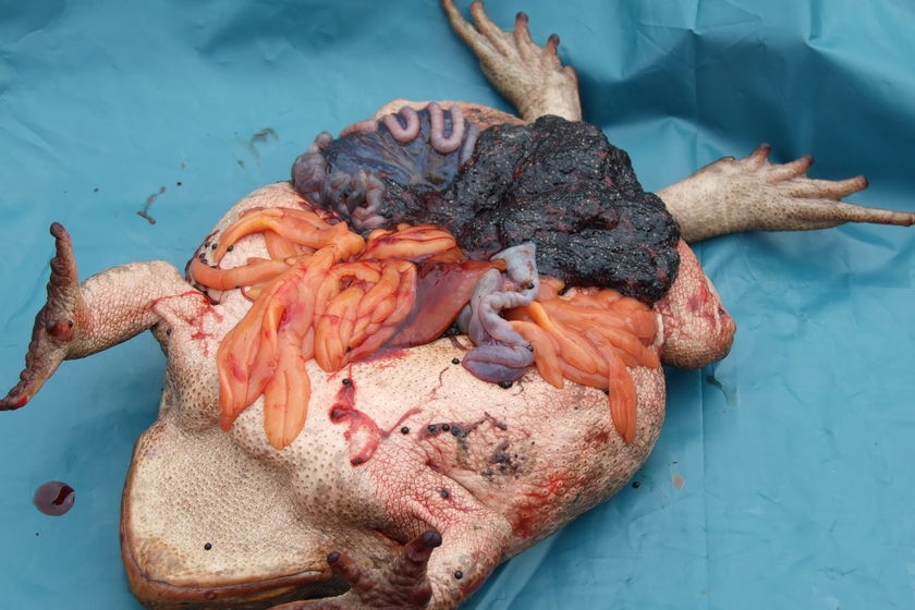 A dissected cane toad.