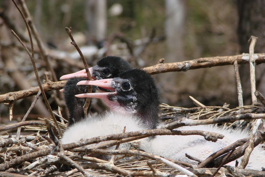 Australian White Ibis chicks