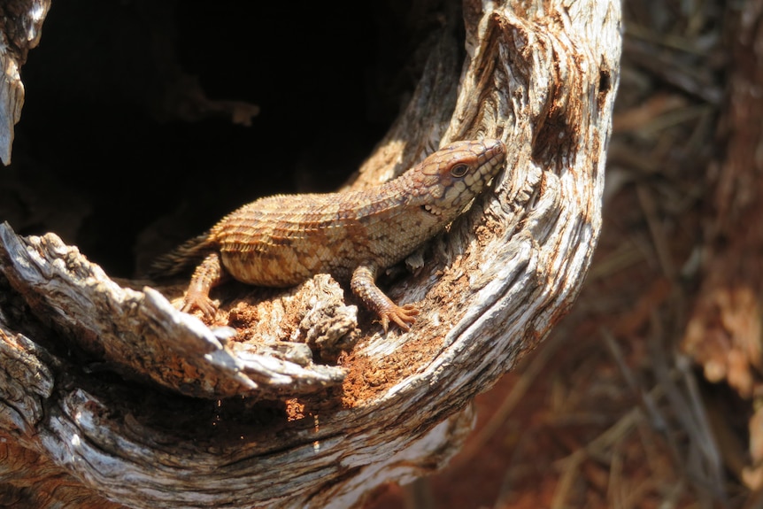 A western spiny-tailed skink on a log.