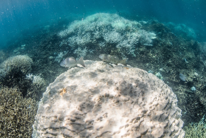 Large bleached coral on the Barrier Reef.