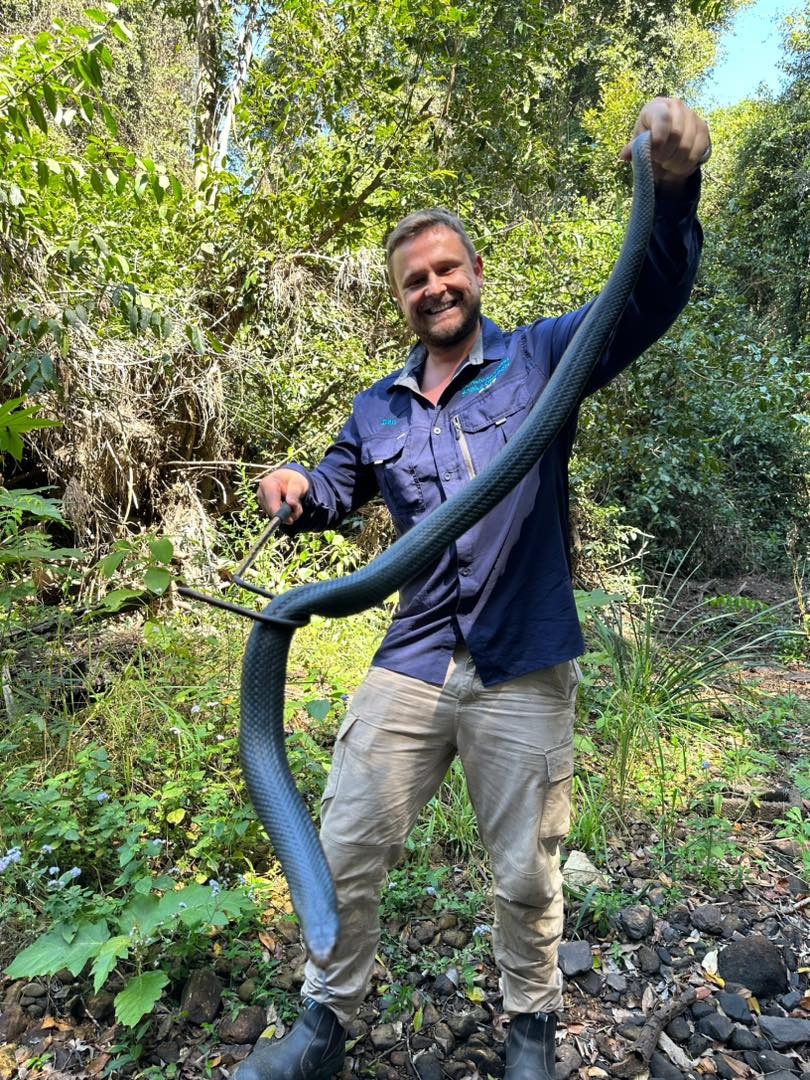 Man holding large red bellied black snake easily two meters long, and as thick as the mans arm