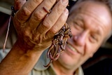 George Mingin holds a handful of earthworms close to the camera.
