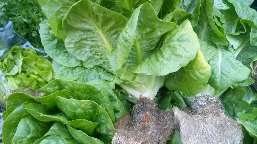 Green, fresh lettuces with dirt on roots