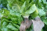 Green, fresh lettuces with dirt on roots