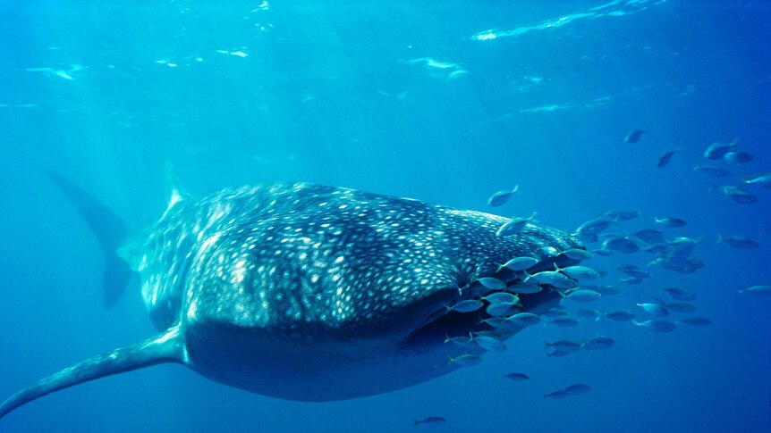 Close up, underwater image of a whale shark with sunlight highlighting its distinctive white spots