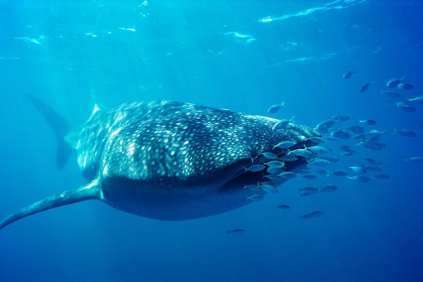 Close up, underwater image of a whale shark with sunlight highlighting its distinctive white spots