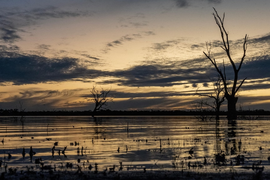 A swamp area at sunset.