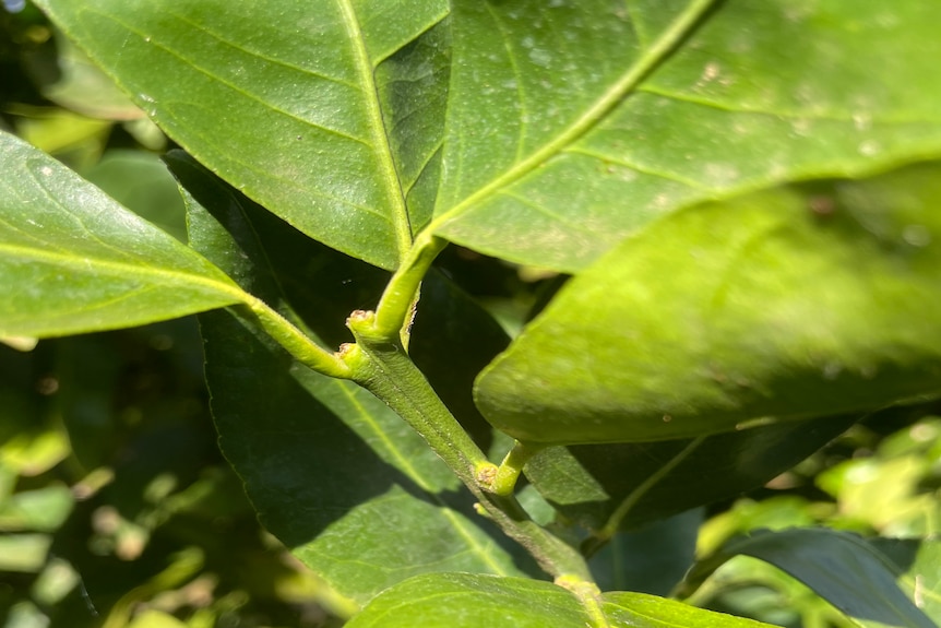 Close up of swollen, scarred buds of citrus tree from earwig feeding