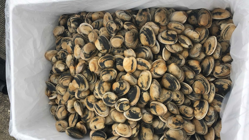 a container filled with small clams