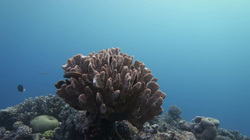 Large head of coral looks like cream coloured coral broccoli, fish swimming above a bed of coral