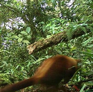 Weimang tree kangaroo in Papua New Guinea