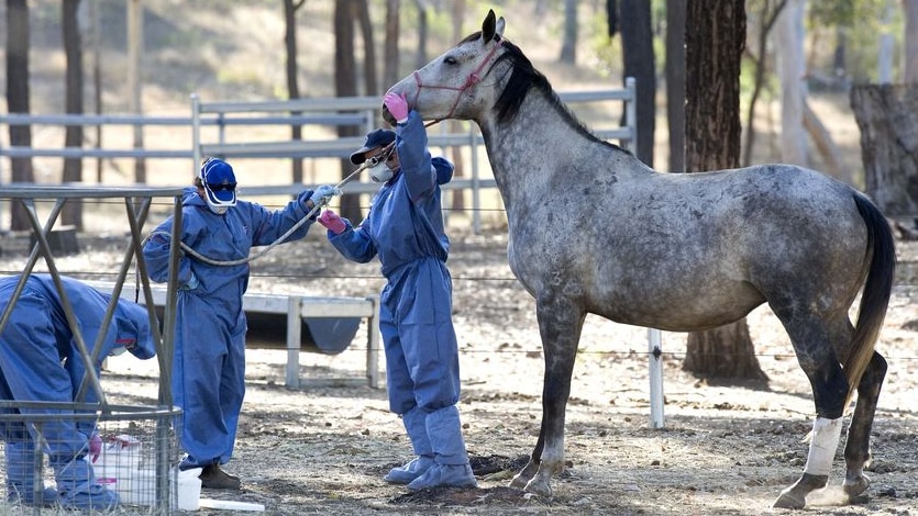 Vets in scrubs stand next to a large speckled horse. 