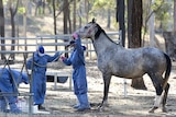Three people in blue PPE testing a grey coloured horse.