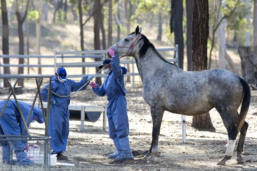 Authorities attend to a horse at the J4S Equine Nursery at Cawarral.