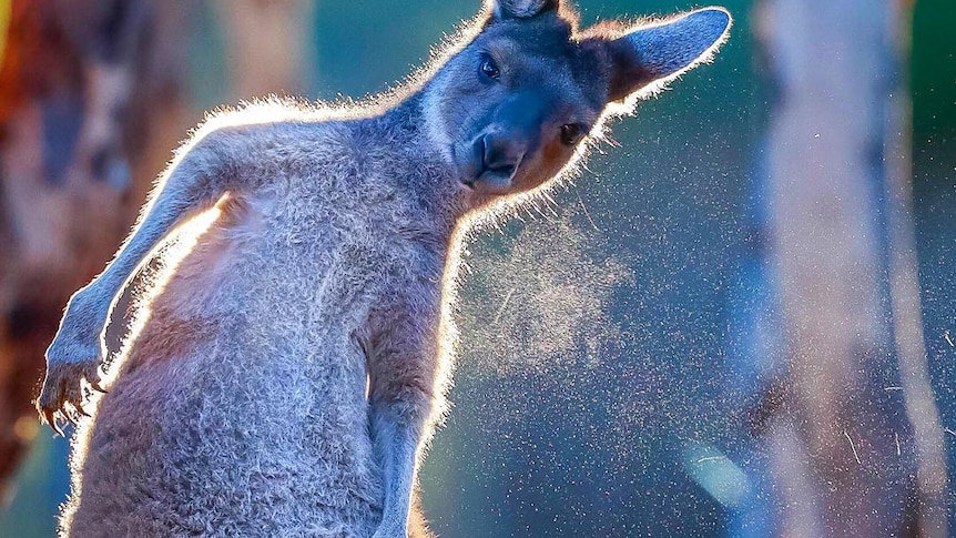 A kangaroo leans over to scratch, as he's caught by the afternoon light.