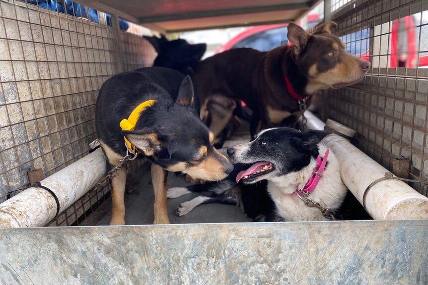 Four adult kelpies in the back of his trailer.