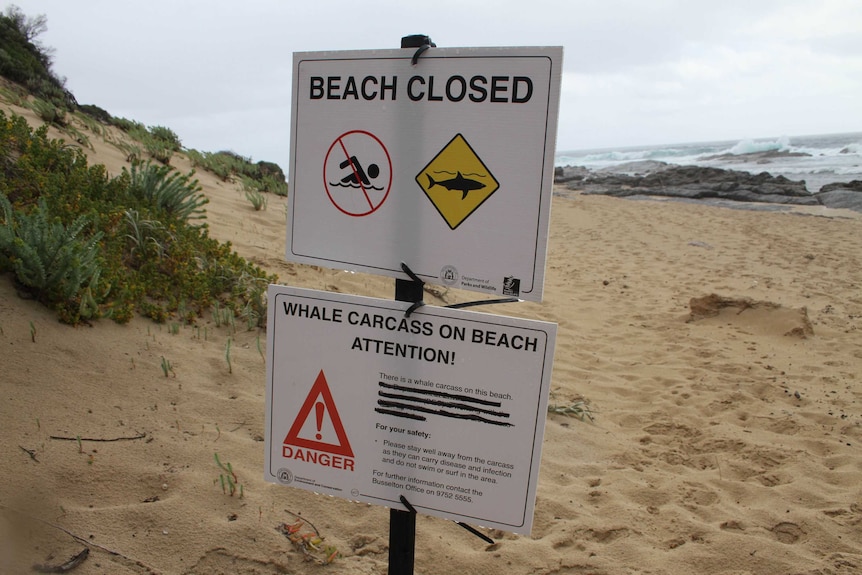 Signs erected on Moses Rock beach altering beachgoers to the whale carcass on the beach