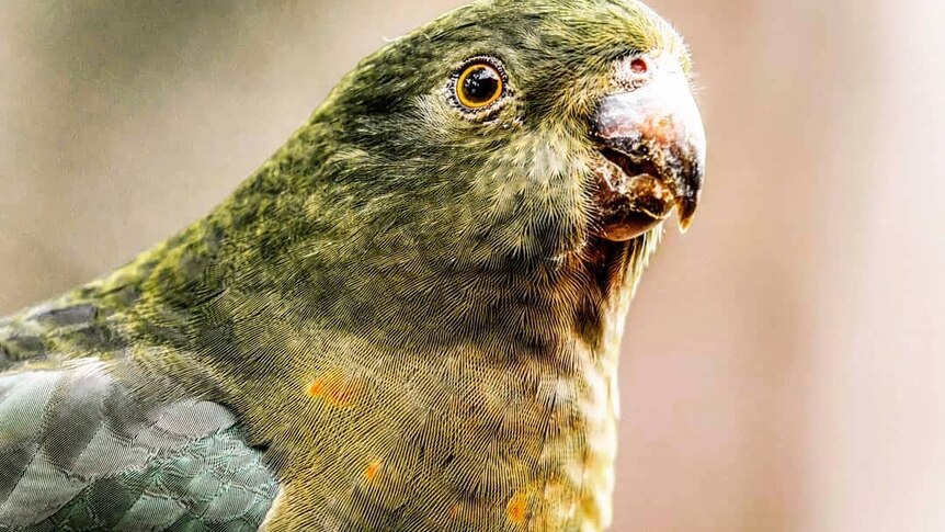A close up of a green parrot.