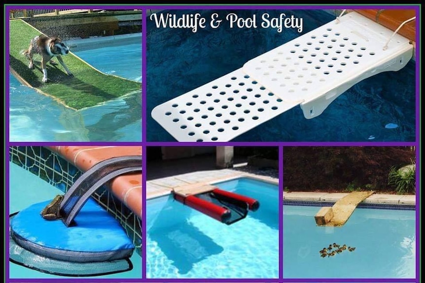 A variety of pool ramps that can help save koalas in pools.