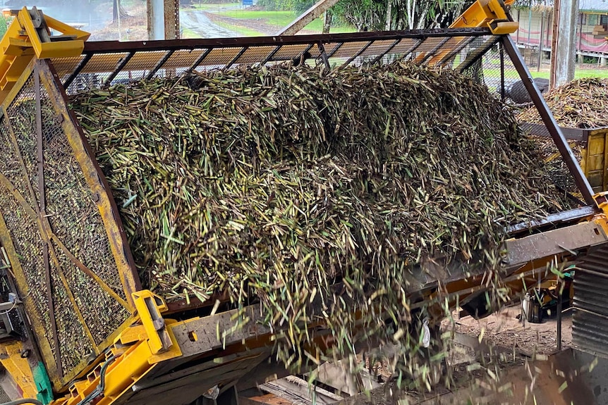 A front-end loader with sugarcane in its scoop.