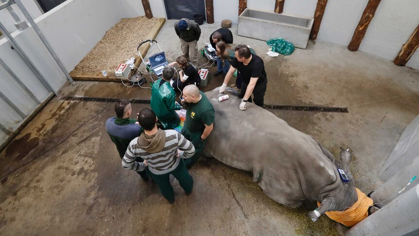 A team of experts gather around a tranquilized female southern white rhino in a large operating room.