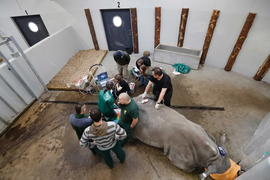 A team of experts gather around a tranquilized female southern white rhino in a large operating room.