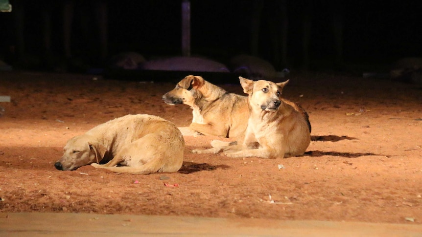 Camp dogs in NT