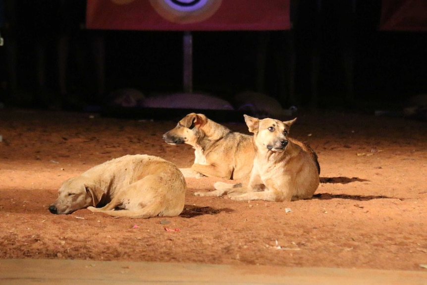 Camp dogs in NT