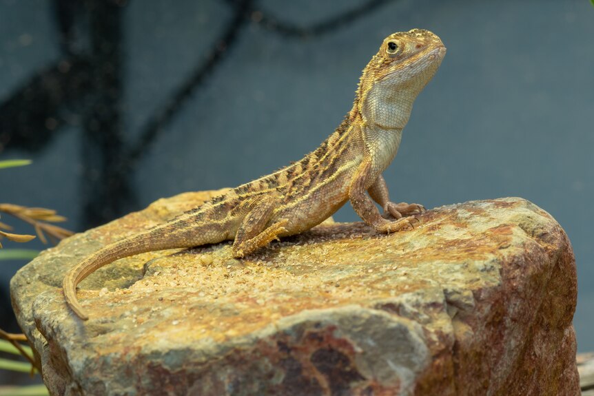 A grassland earless dragon arches its neck while perching on a rock